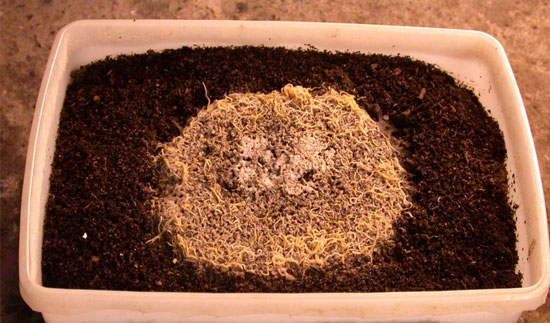 Best Quality Coco Coir provider for Worm Bedding Supplier in Port Louis